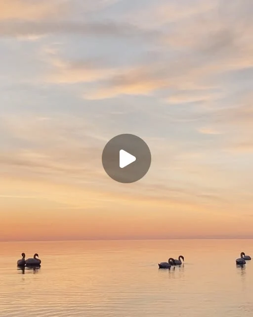 Swans on the sea at sunset